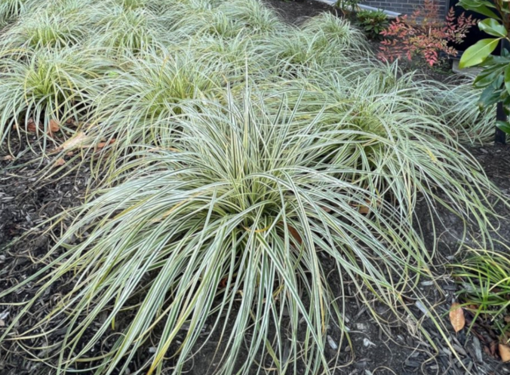 Feather Falls Sedge (Shade Tolerant) - Halifax Perennials Inc.