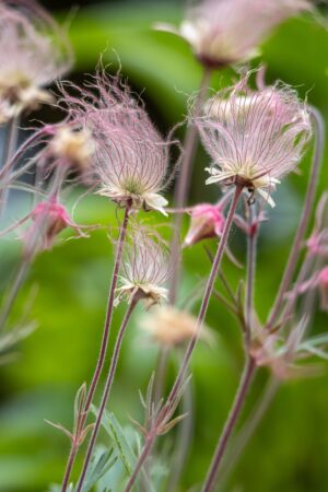 Geum triflorum