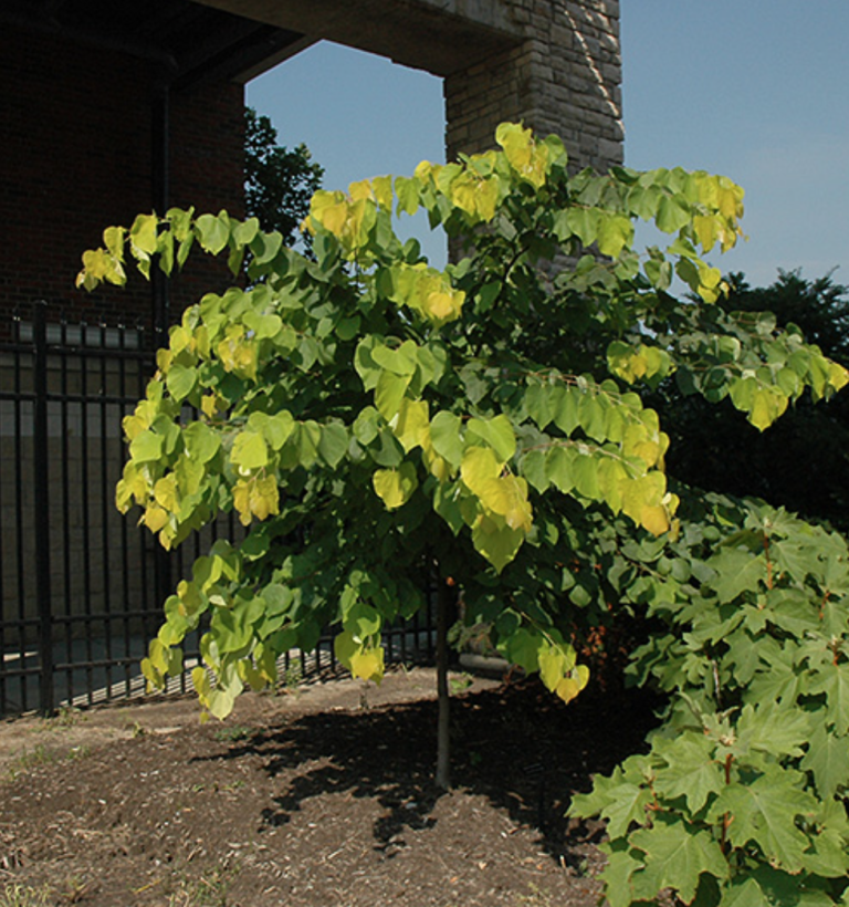 (Spring 2025) 'Hearts of Gold' Redbud final sale Halifax Perennials