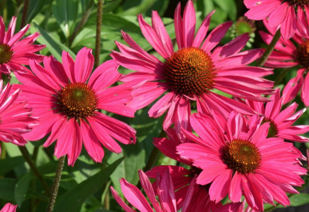 Kismet Raspberry Echinacea (Coneflower) - Halifax Perennials Inc.