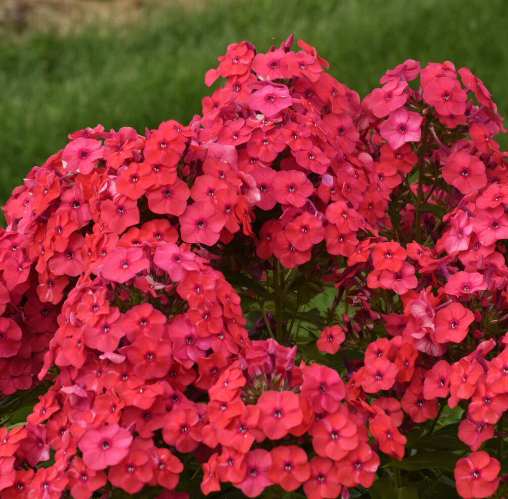 Phlox Sunset Coral (Proven Winners) - Halifax Perennials Inc.