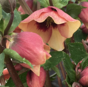 Hellebore lenten rose sandy shore