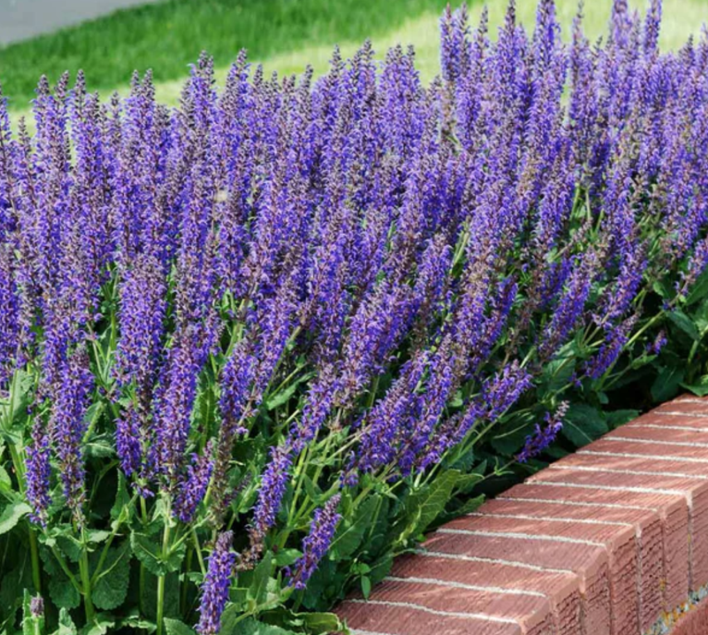 May Night Meadow Sage - Halifax Perennials Inc.