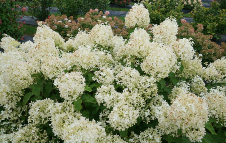 Puffer Fish Hydrangea - Halifax Perennials Inc.