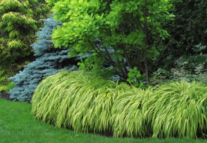 Hakone Forest grass