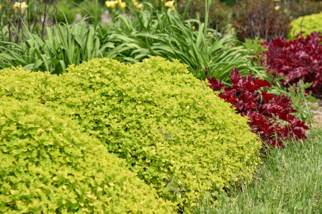 Drops of Jupiter Oregano (Proven Winners). Golden foliage - Halifax ...