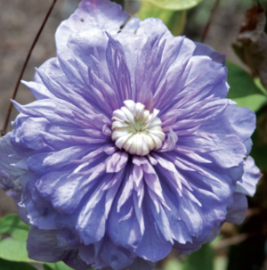 Blue Light Select Clematis