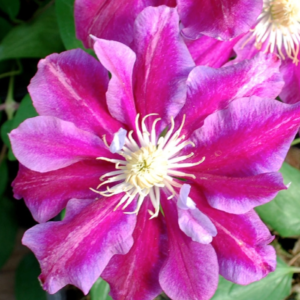 Clematis Hania