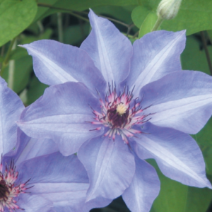 Clematis Konigekind