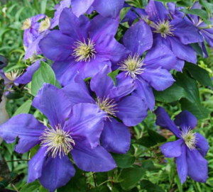 General Sikorski Clematis