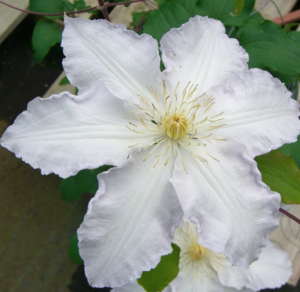 Gillian Blades Clematis