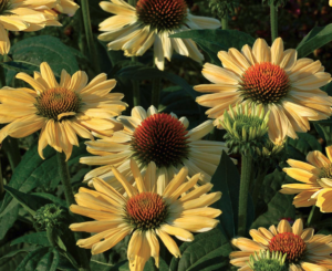 Aloha Coneflower