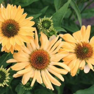 Aloha Coneflower