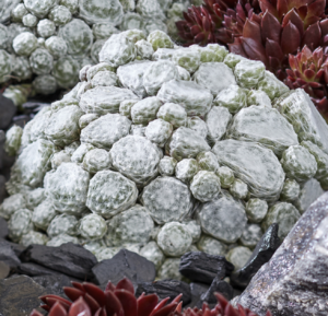 Arctic White Hens & Chicks