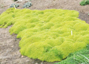 'Aurea' Scotch Moss