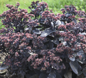 Back in Black Sedum