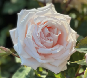 Belinda's Blush Rose