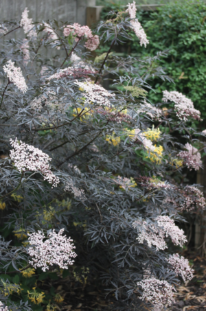 Black Lace Elder