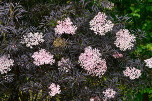 Black Lace Elder