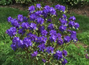 Blue Baron Rhododendron