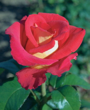 Canadian Sunset Rose