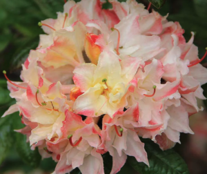 Cannon's Double Azalea