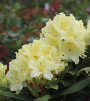 Capistrano Rhododendron