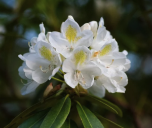 'Chionoides' Rhododendron