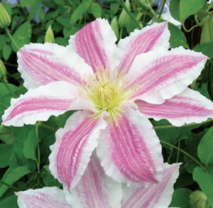 Clematis Vancouver ™ Cotton Candy