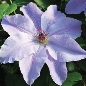 Clematis Vancouver ™ Deborah Dahl