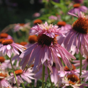 Doubledecker Coneflower