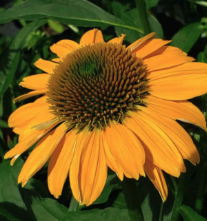 Echinacea SOMBRERO GRANADA GOLD