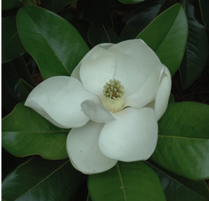 Edith Bogue Magnolia