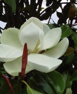 Edith Bogue Magnolia