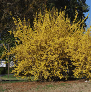 Forsythia Northern Gold