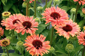 Fresco® Apricot Coneflower