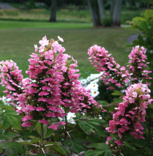 Gatsby Pink Oakleaf Hydrangea