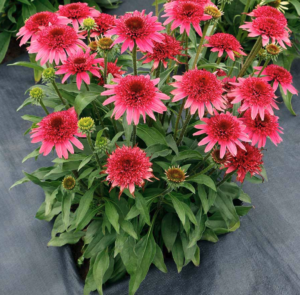 Giddy Pink Coneflower