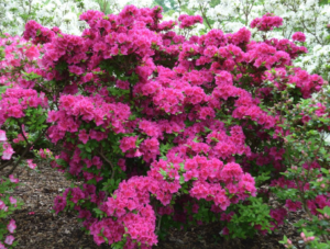 Girard's Fuchsia Azalea