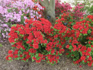 Girard's Hot Shot Azalea