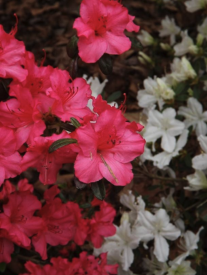 Girard's Rose Azalea