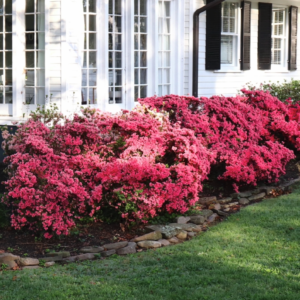 Girard's Rose Azalea