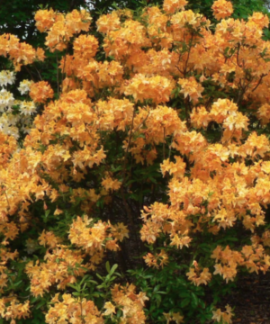 Golden Lights Azalea