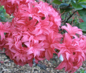 Homebush Azalea