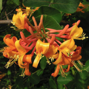 Honeysuckle Mandarin Vine