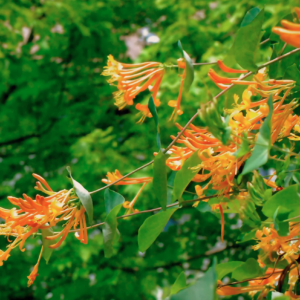 Honeysuckle Mandarin Vine