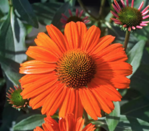 Kismet Intense Orange Coneflower