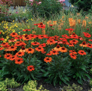 Kismet Intense Orange Coneflower