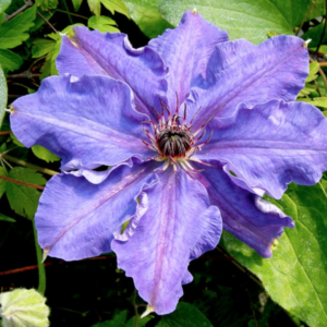 Lord Nevill Clematis