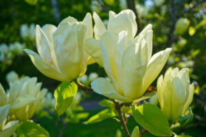 Magnolia Elizabeth yellow flowering tree